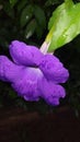 This is a very healthy and beautiful flower known as Binara MalÃ Â¶Â¯Ã Â·Å Ã Â·â¬Ã Â·Å 